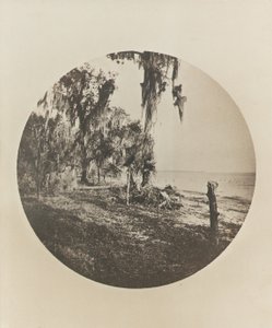 Scena z palmami i plażą, wybrzeże Florydy, ok. 1904 r. autorstwa Winslow Homer