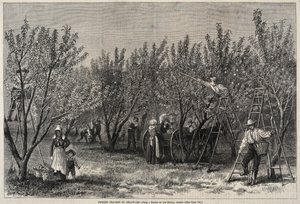 Zbieranie brzoskwiń w Delaware. autorstwa Winslow Homer
