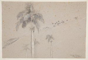 Królewska Palma, Kuba autorstwa Winslow Homer