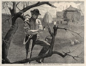 Wiosenna praca na farmie - szczepienie, 1870. autorstwa Winslow Homer