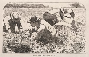 Łóżko truskawkowe, 1868. autorstwa Winslow Homer