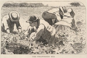Truskawkowe łóżko, z Our Young Folks, lipiec 1868 r. autorstwa Winslow Homer