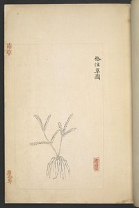 Lub 13347 B f.2r Plan z „Du Cao (trujące rośliny)” (tusz i kolor na papierze) autorstwa Wu Qijun