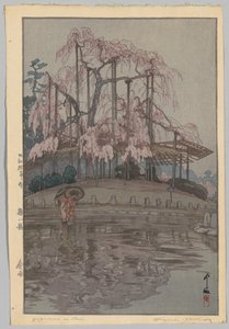 Osiem scen kwitnących wiśni: Wiosenny deszcz (Sakura nie lubi: Harusame) autorstwa Yoshida Hiroshi