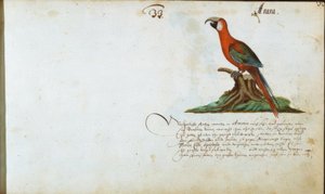 papuga autorstwa Zacharias Wagner