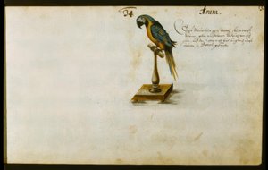 papuga autorstwa Zacharias Wagner