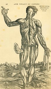Tył męskiego ludzkiego ciała, badanie anatomiczne pierwotnie opublikowane w De Humani Corporis Fabrica Libri Septem (na materiale ludzkiego ciała w siedmiu książkach) przez Andreasa Vesaliusa, opublikowane w Bazylei autorstwa Ferdinand Georg Waldmuller