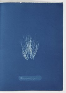 „Bangia fusco-fioletowy” autorstwa Frederick (attr. to) Barnard