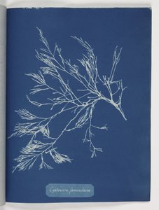 "Cystoseira foeniculacea" autorstwa Frederick (attr. to) Barnard