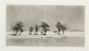 „Sękate Ciernie Drzewa” autorstwa Frederick (attr. to) Barnard