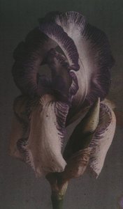 "Irys niemiecki (Iris germanica) autorstwa Frederick (attr. to) Barnard