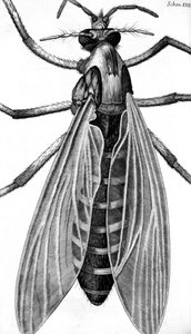 Mikroskopia autorstwa Frederick (attr. to) Barnard