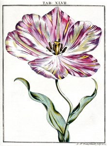 Mikroskopia autorstwa Frederick (attr. to) Barnard