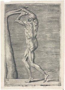 Mięśnie Anatomiczne badanie muskulatury mężczyzny; mężczyzna łamiący gałąź, ok. 1555 autorstwa Frederick (attr. to) Barnard