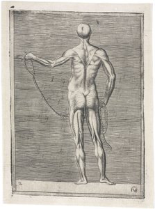 Mięśnie Anatomiczne badanie muskulatury mężczyzny; mężczyzna trzymający linę, ok. 1555 autorstwa Frederick (attr. to) Barnard