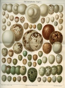 Tablica przyrodnicza reprezentująca różne ptasie jaja. Ilustracja zaczerpnięta z „Meyers Grosses Konversations - Lexikon””” 1904. Instytut Bibliografów, Lipsk i Wiedeń autorstwa Ferdinand Georg Waldmuller