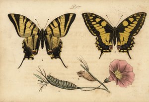 Pałkarz ze Starego Świata, Papillo machaon 1,2,3 i rzadka paź, Iphiclides podalirius 4