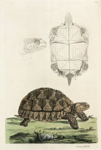 Żółw Żywiołowy autorstwa John Pardon