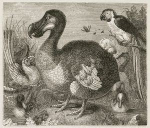 Dodo autorstwa Ferdinand Georg Waldmuller