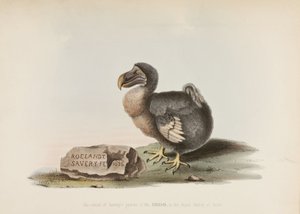 The Dodo autorstwa John Pardon