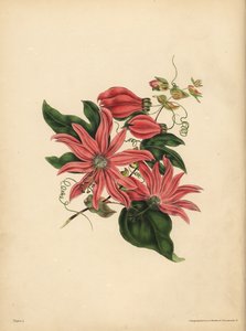 Racemose Passionflower, Passiflora racemosa, Przesądy religijne autorstwa John Pardon