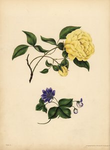 Słodko pachnąca chińska róża, Rosa chinensis, Infidelity; Niebieska Hepatica, Hepatica nobilis, Confidence autorstwa John Pardon