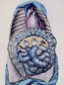 Anatomia jelita grubego, z opisu Manuela dAnatomie du Corps Humain autorstwa Jules Cloquet (1790-1883) ryty przez G. de Frey, 1825 autorstwa after Haincelin