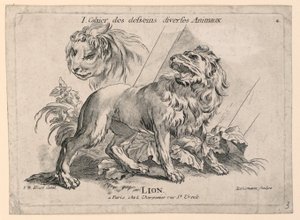 Studia lwów, płyta 4 z „Cahier des Desseins Diverse Animalaux”