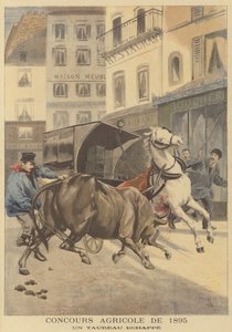 Wystawa rolnicza z 1895 r. Uciekł byk