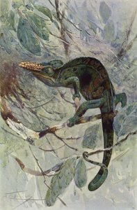 Afrykański Kameleon autorstwa after Wilhelm Kuhnert