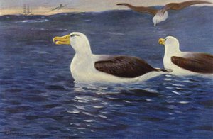 Albatros autorstwa after Wilhelm Kuhnert