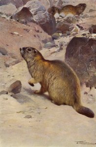 Świstak alpejski autorstwa after Wilhelm Kuhnert
