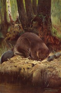 Bóbr autorstwa after Wilhelm Kuhnert