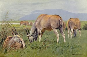 Eland autorstwa after Wilhelm Kuhnert