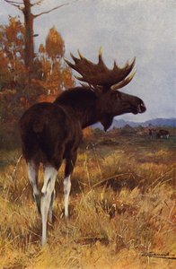 Łoś lub Łoś autorstwa after Wilhelm Kuhnert