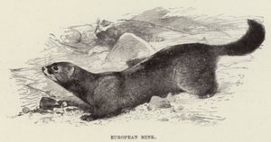 Norka Europejska autorstwa after Wilhelm Kuhnert