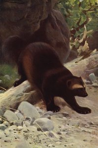 Żarłok lub Wolverine autorstwa after Wilhelm Kuhnert