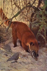 Czerwony Coati autorstwa after Wilhelm Kuhnert