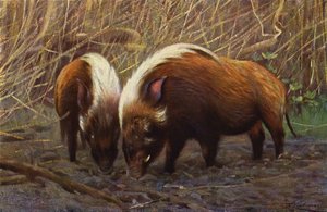 Rzeka-Hog autorstwa after Wilhelm Kuhnert