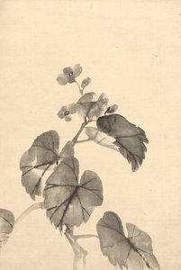 Oddział Begonia w Bloom autorstwa attributed to Kono Bairei