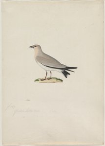 Mała Pratincole (Glareola lactea) autorstwa attributed to Paul Hüet