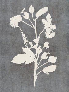 Botaniczna sylwetka róży autorstwa cartissi