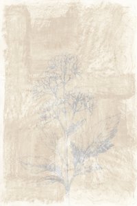 Wyblakły szkic botaniczny autorstwa cartissi