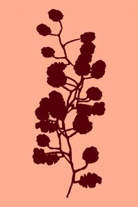 Botaniczna sylwetka brzoskwini autorstwa cartissi