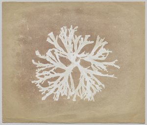 Glony autorstwa circle of William Henry Fox Talbot
