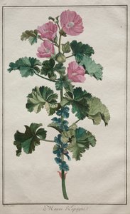 Kolekcja dwudziestu czterech roślin i kwiatów: Mallow, po 1772 r. autorstwa de Seve