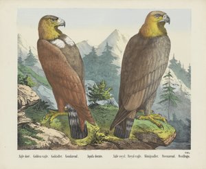 Aigle Doré. / Złoty Orzeł. / Goldadler. / Goudarend. / Aquila Dorato. / Aigle królewski. / Królewski orzeł. / Königsadler. /Steenarend. / Ossifrago (tytuł na obiekcie) autorstwa firma Joseph Scholz