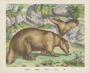 Blaireau. / Borsuk. / Holenderski. / Tasso. / Das (tytuł na obiekcie)