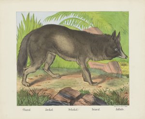 Chakal. / Szakal. / Schakal. / Sciacal. / Jakhals (tytuł na obiekcie)