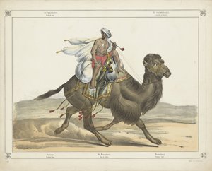 Dromedarus, / Arabisch post (tytuł na obiekcie) autorstwa firma Joseph Scholz